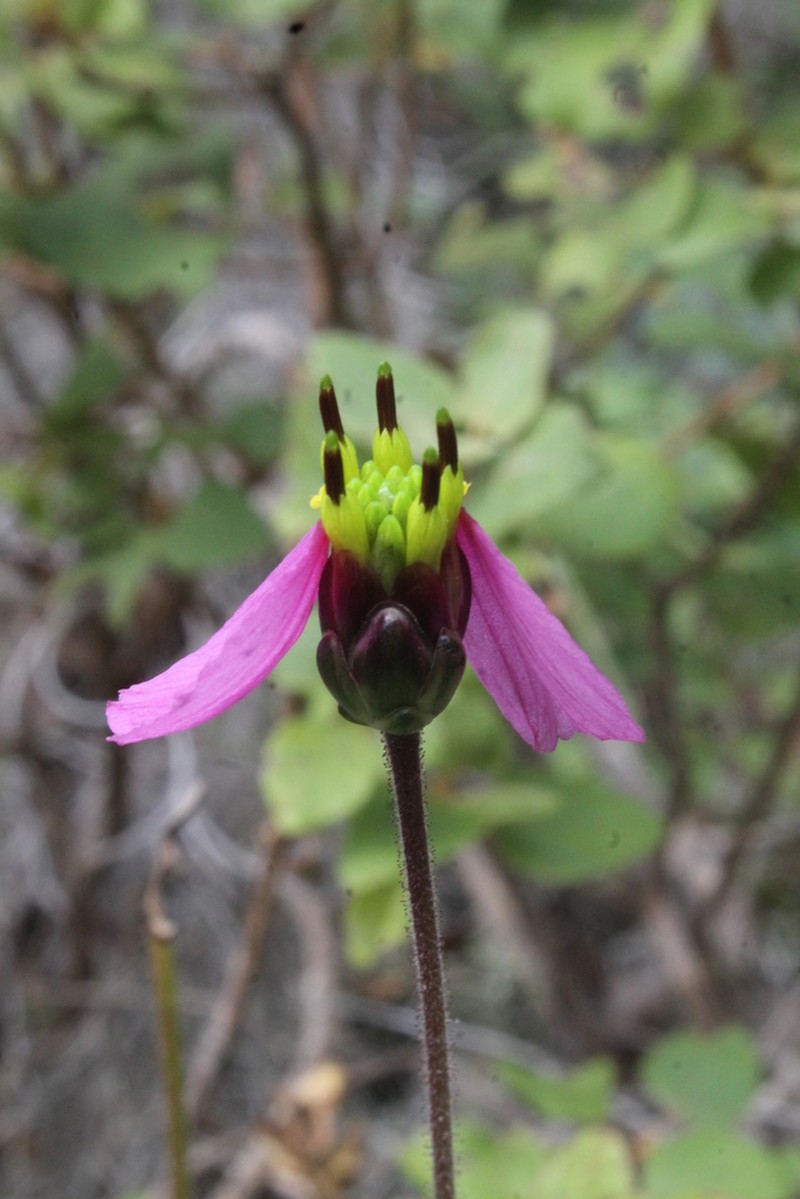 Tridax oaxacana photo 3