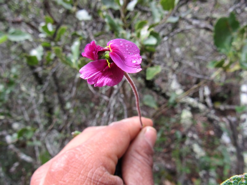 Tridax oaxacana photo 4
