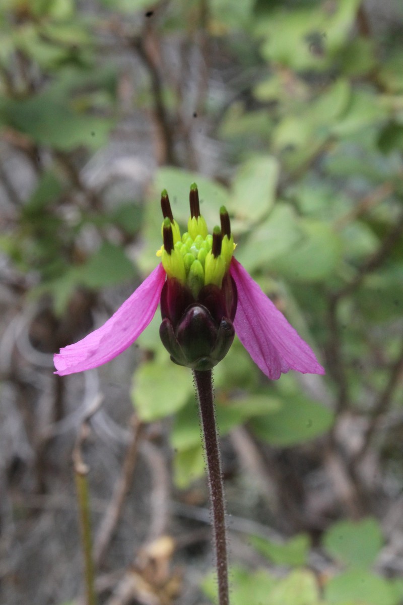 Tridax oaxacana photo 6