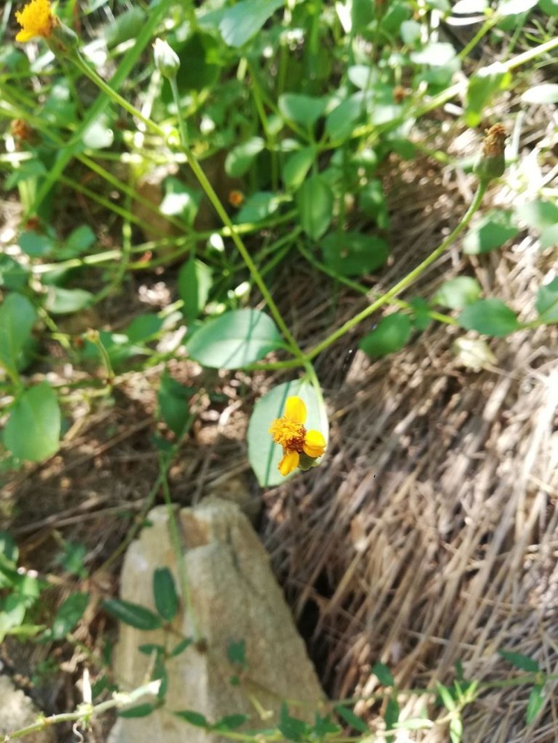 Tridax obovata