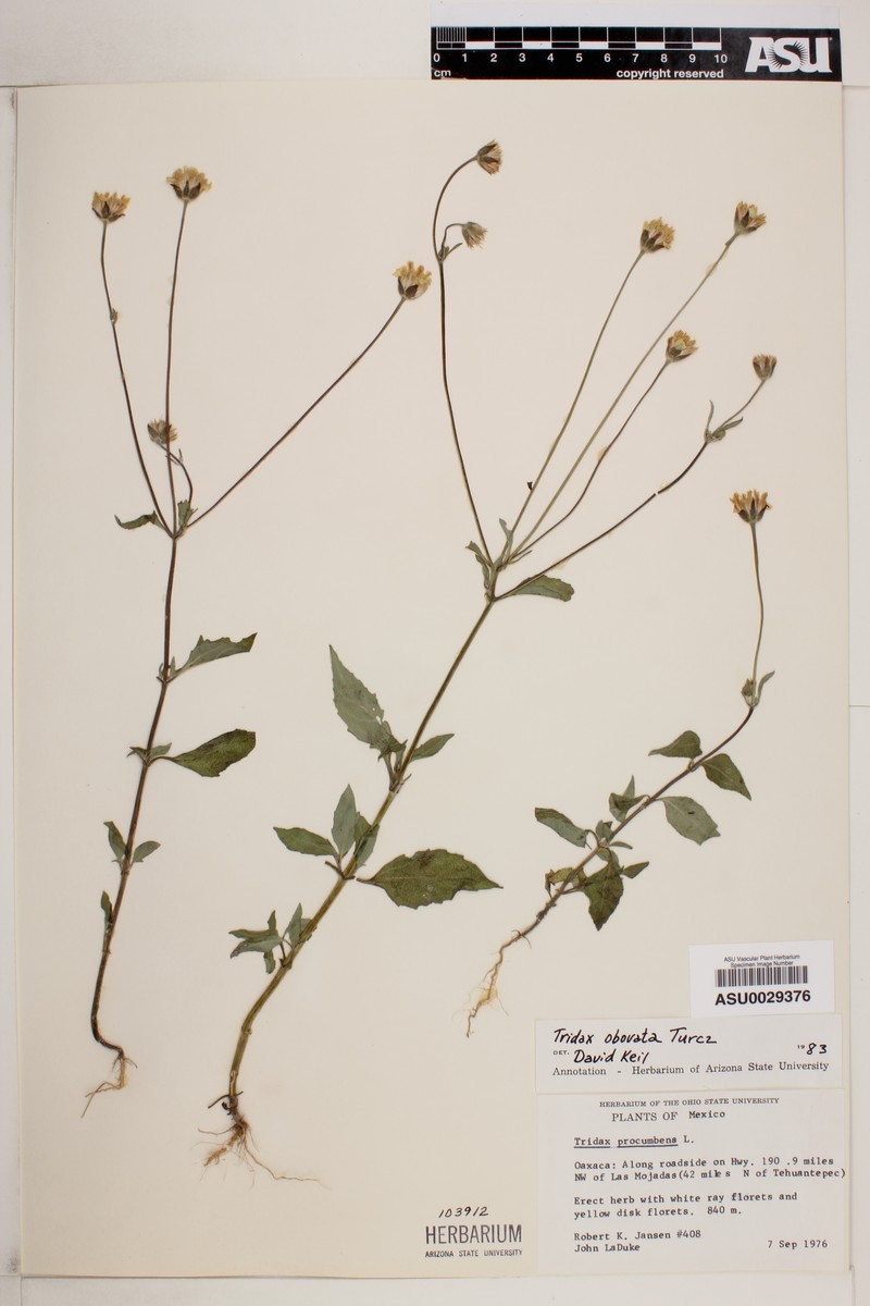 Tridax obovata photo 3