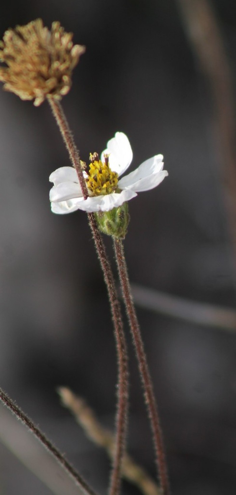Tridax palmeri
