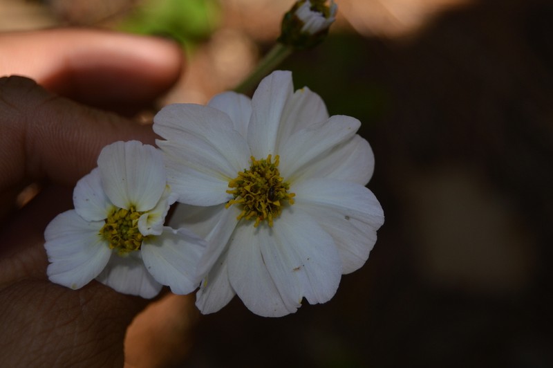 Tridax palmeri photo 2