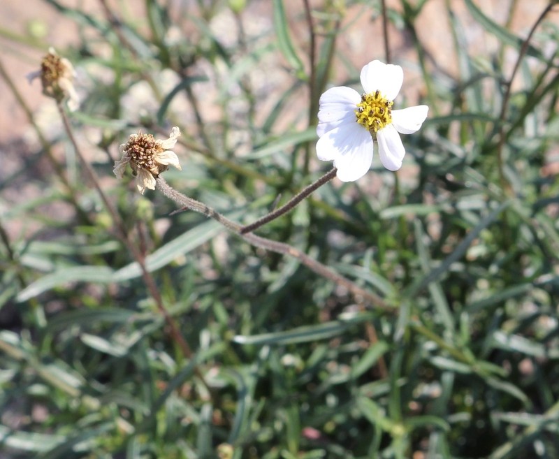 Tridax palmeri photo 3