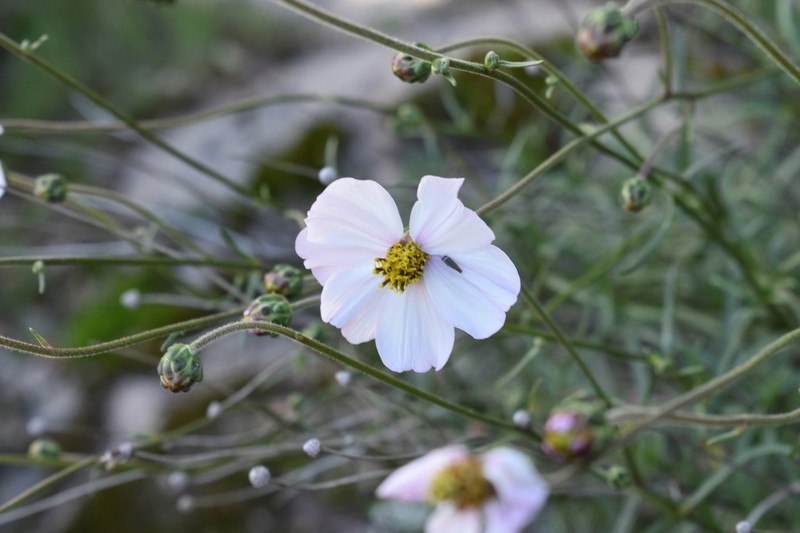 Tridax palmeri photo 4