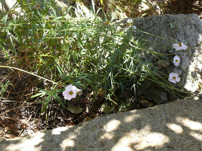 Tridax palmeri photo 5