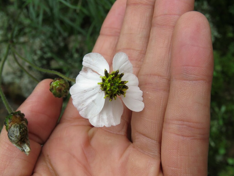 Tridax palmeri photo 6