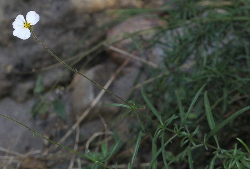 Tridax palmeri photo 7