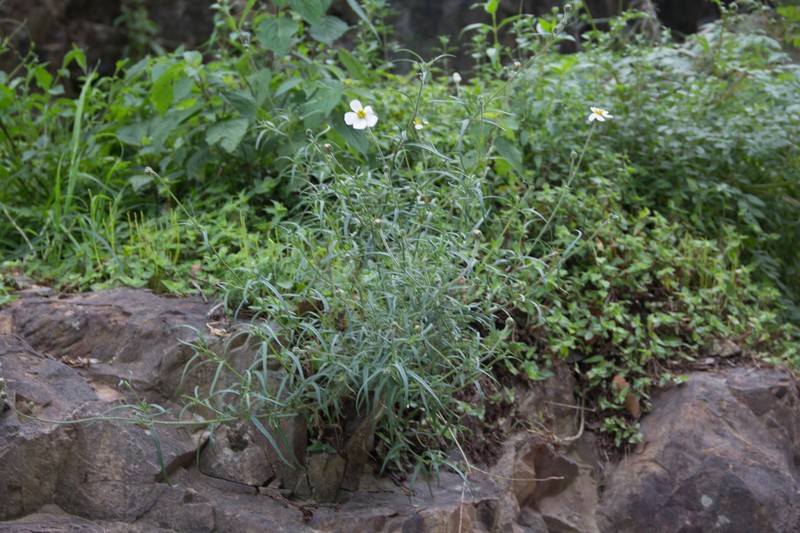 Tridax palmeri photo 8
