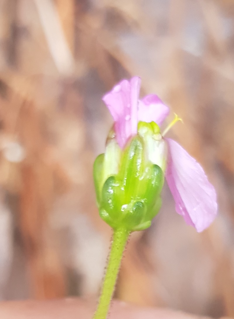 Tridax paneroi photo 2