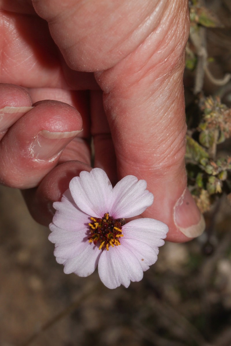 Tridax peruviensis