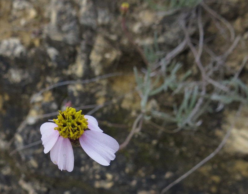 Tridax peruviensis photo 4