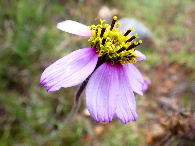 Tridax peruviensis photo 5