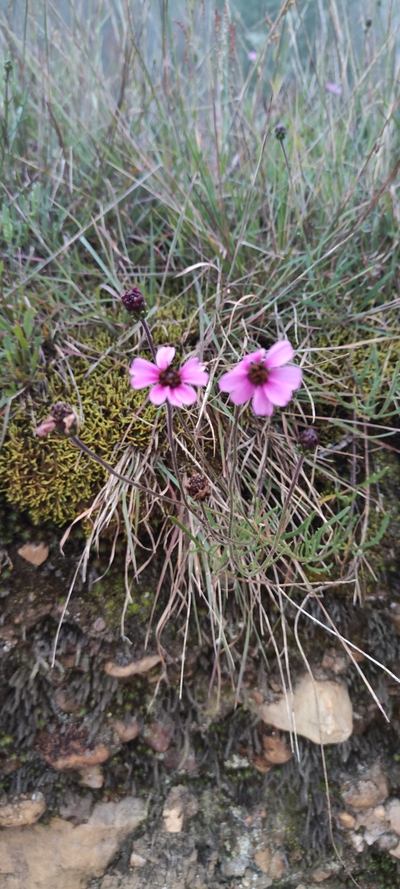 Tridax peruviensis photo 6