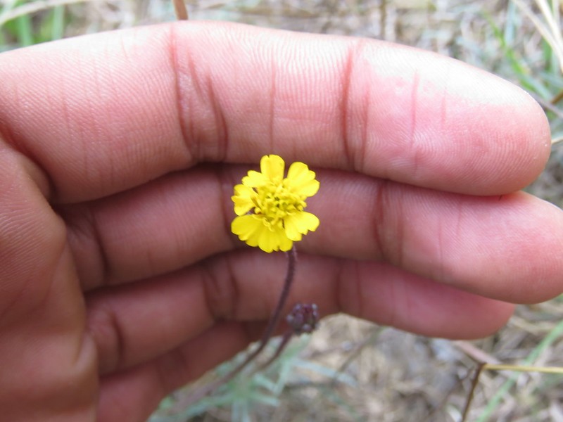 Tridax petrophila