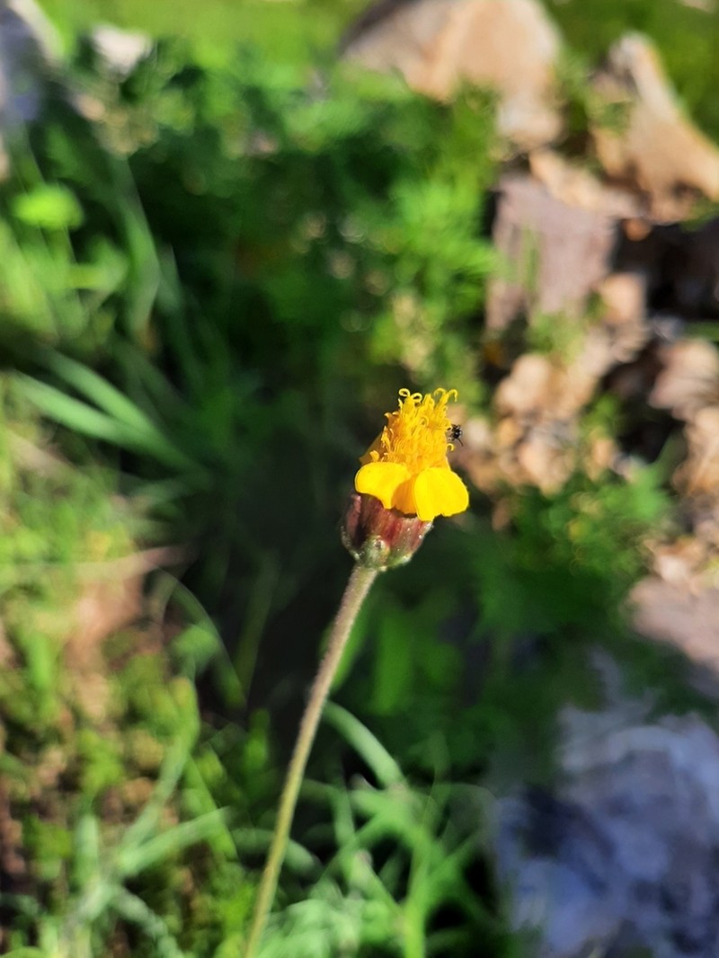 Tridax petrophila photo 2