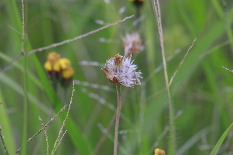 Tridax petrophila photo 3