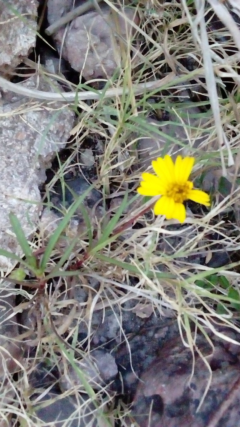 Tridax petrophila photo 4