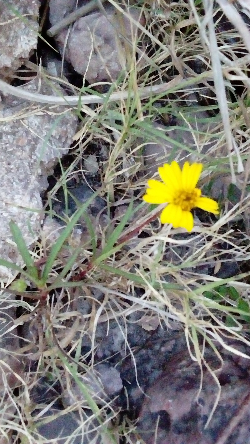 Tridax petrophila photo 5