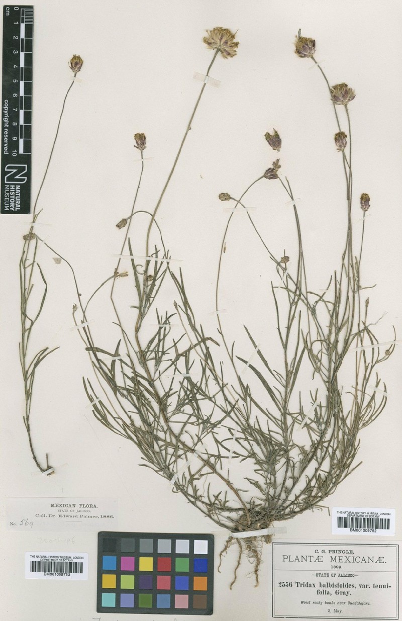 Tridax petrophila photo 6