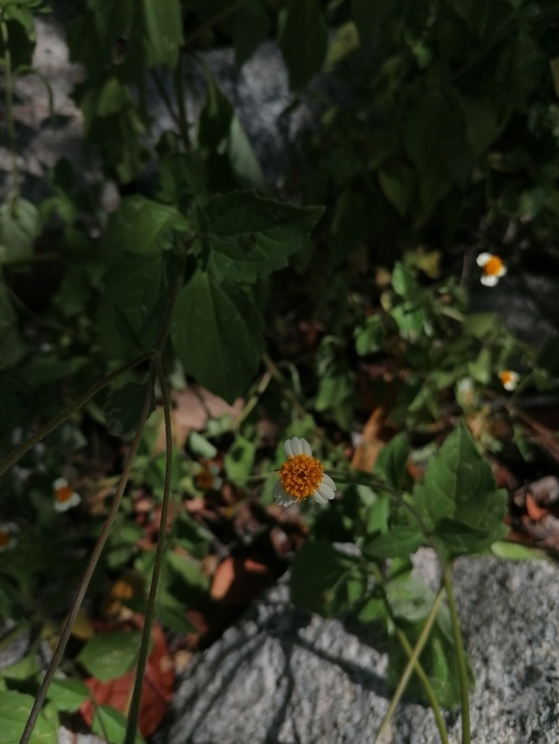 Tridax platyphylla