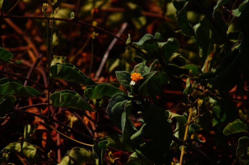 Tridax platyphylla photo 2