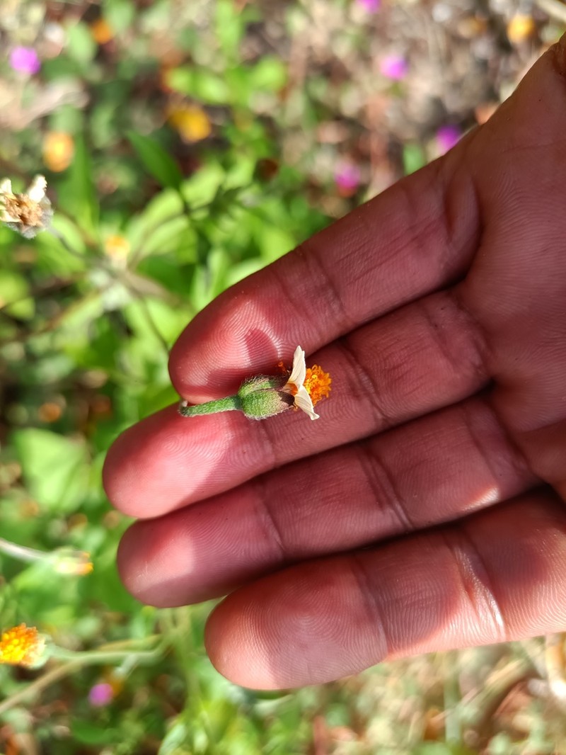Tridax platyphylla photo 3