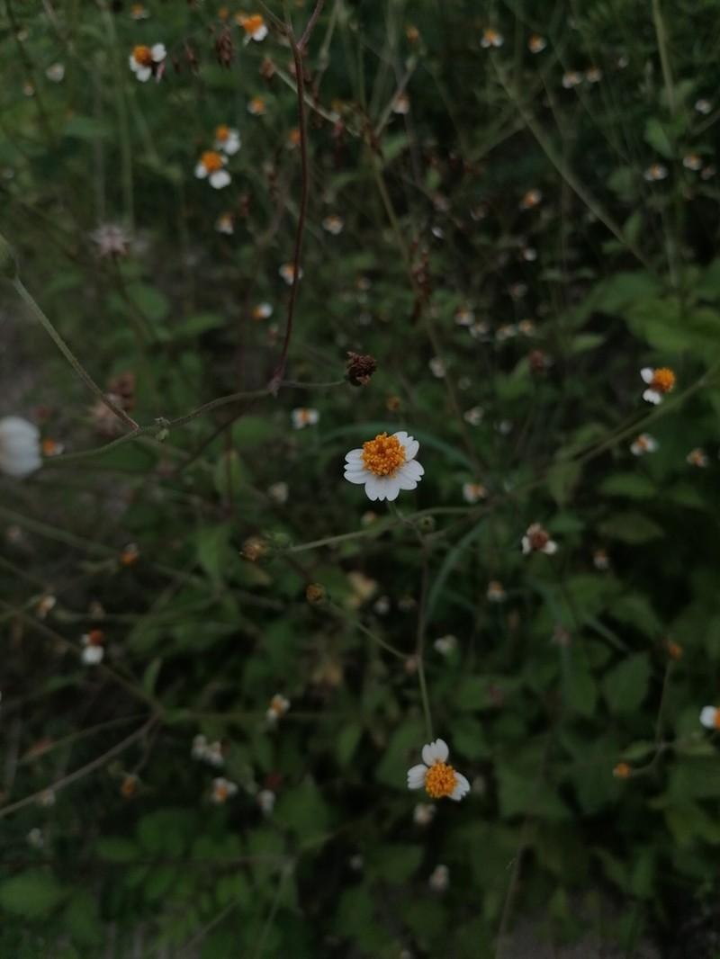 Tridax platyphylla photo 4