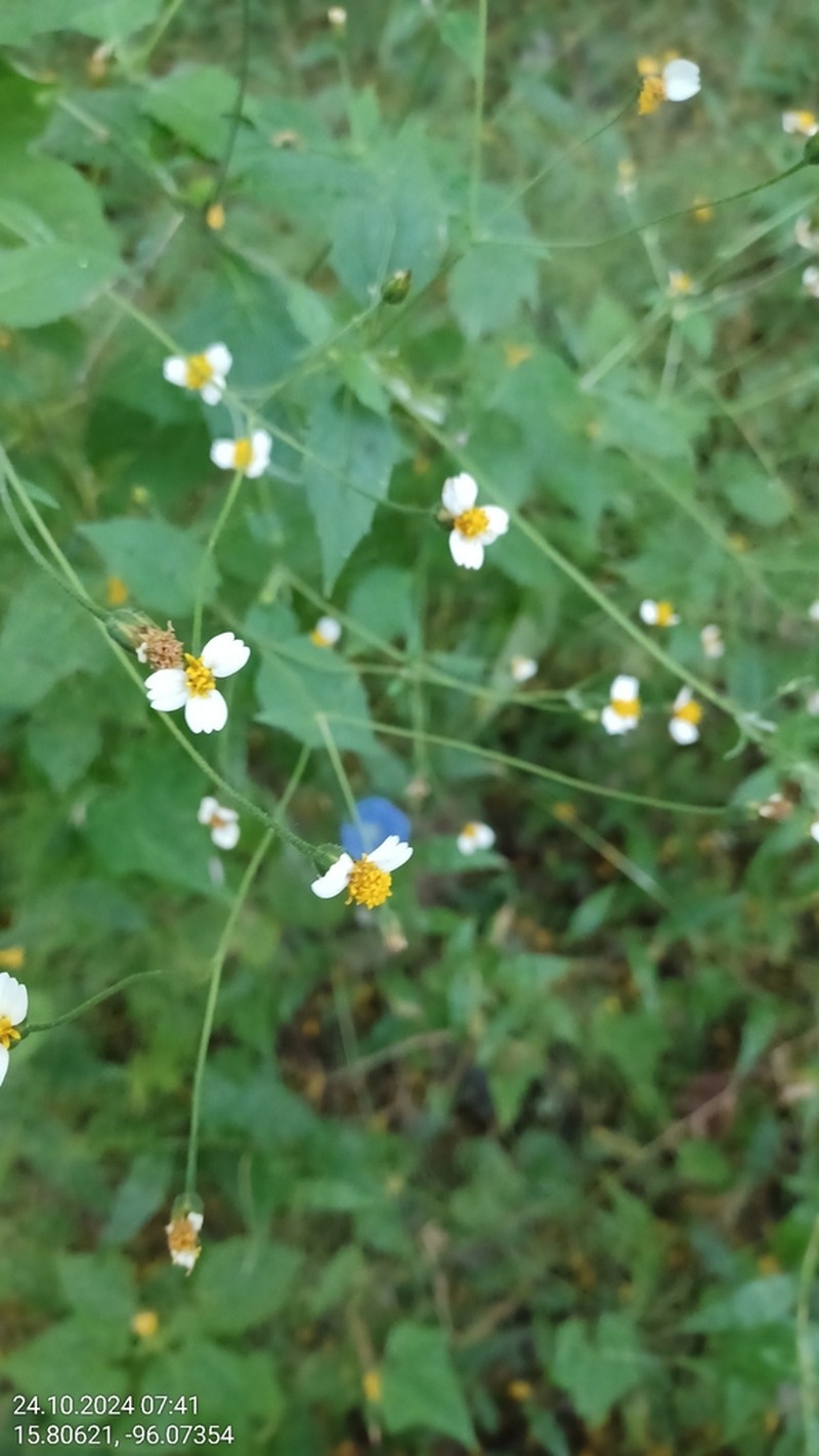 Tridax platyphylla photo 5