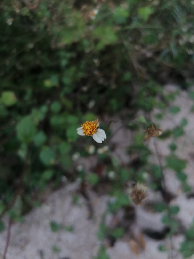Tridax platyphylla photo 6