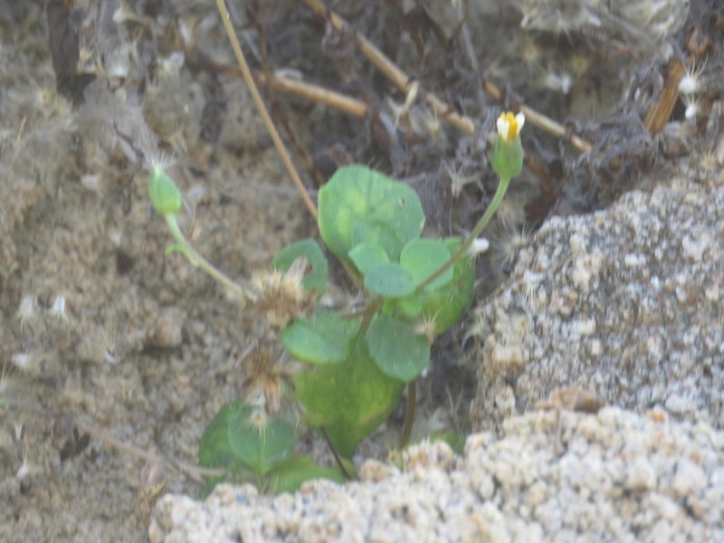 Tridax platyphylla photo 7
