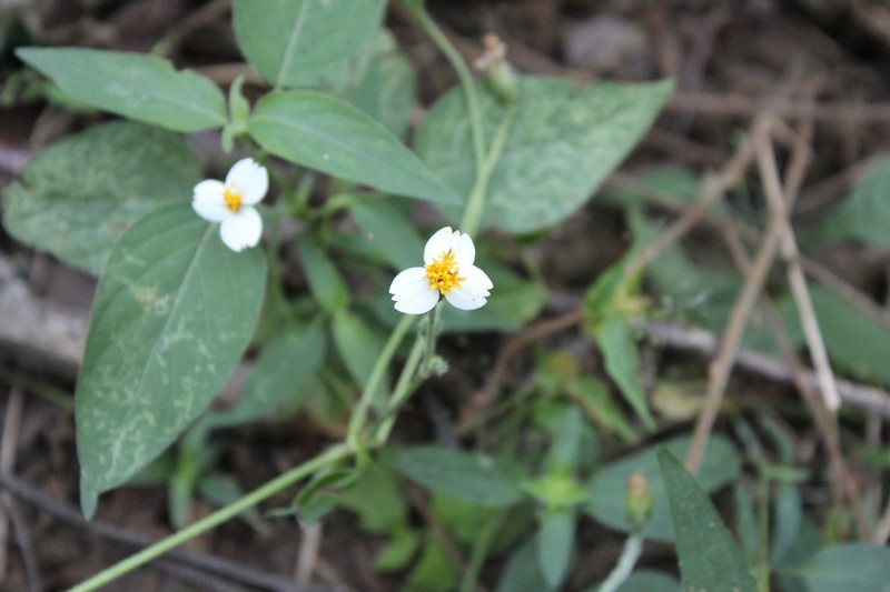 Tridax platyphylla photo 8