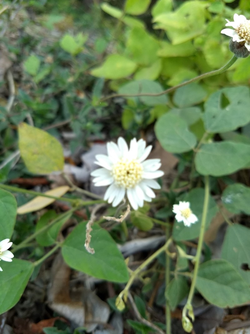 Tridax purpusii