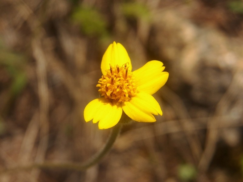Tridax purpusii photo 3