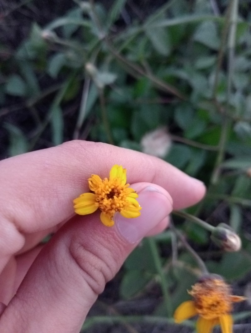 Tridax purpusii photo 4