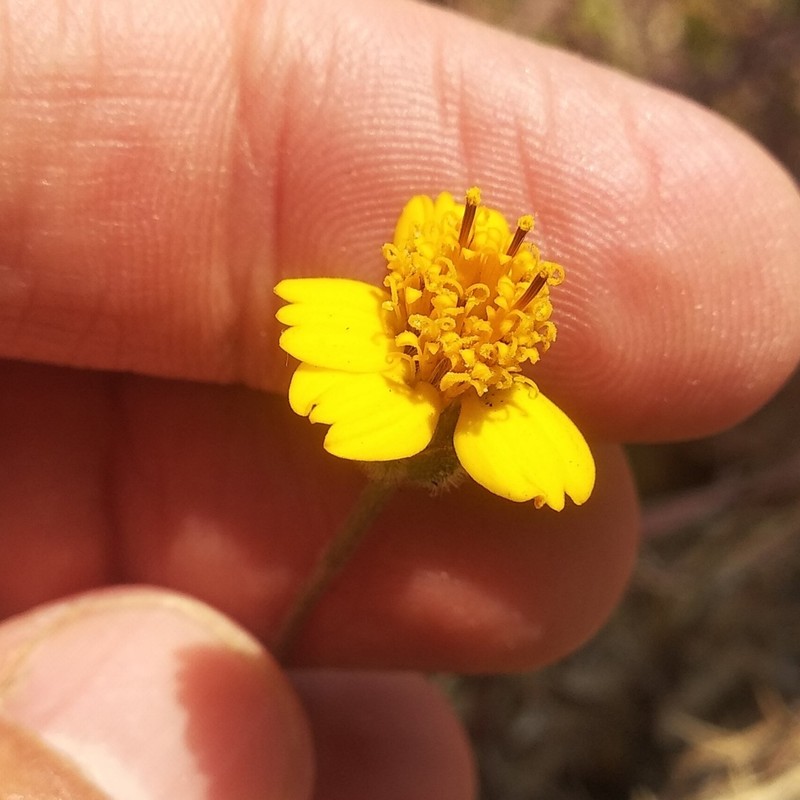 Tridax purpusii photo 5