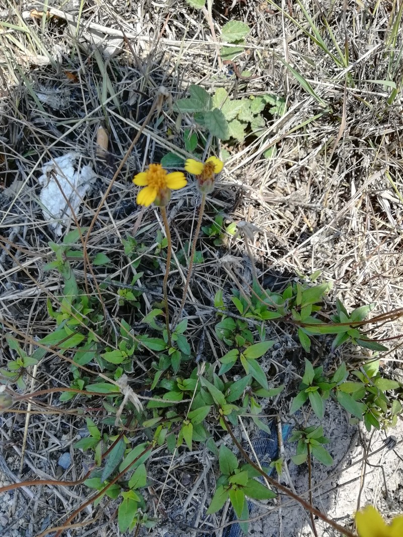 Tridax purpusii photo 8