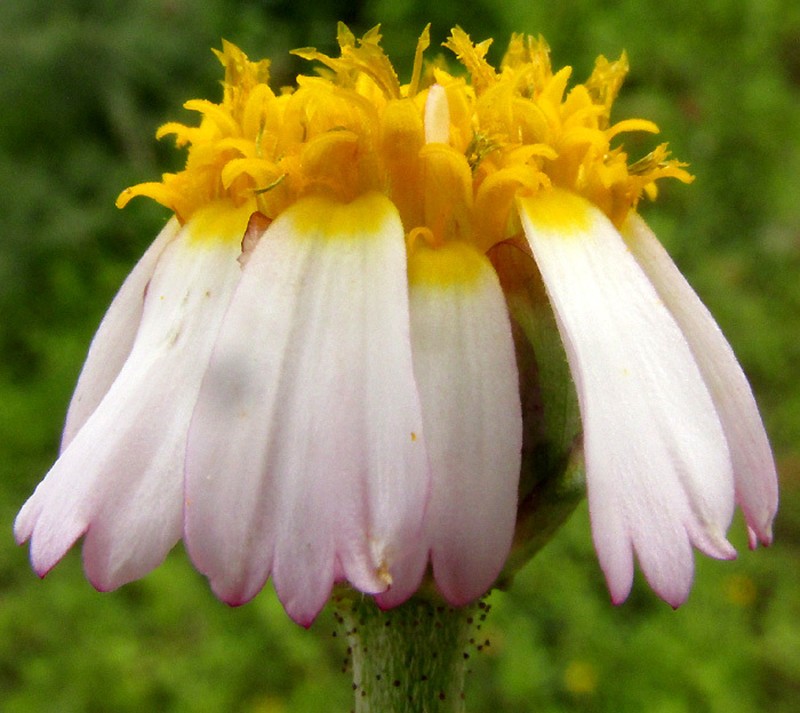 Tridax rosea