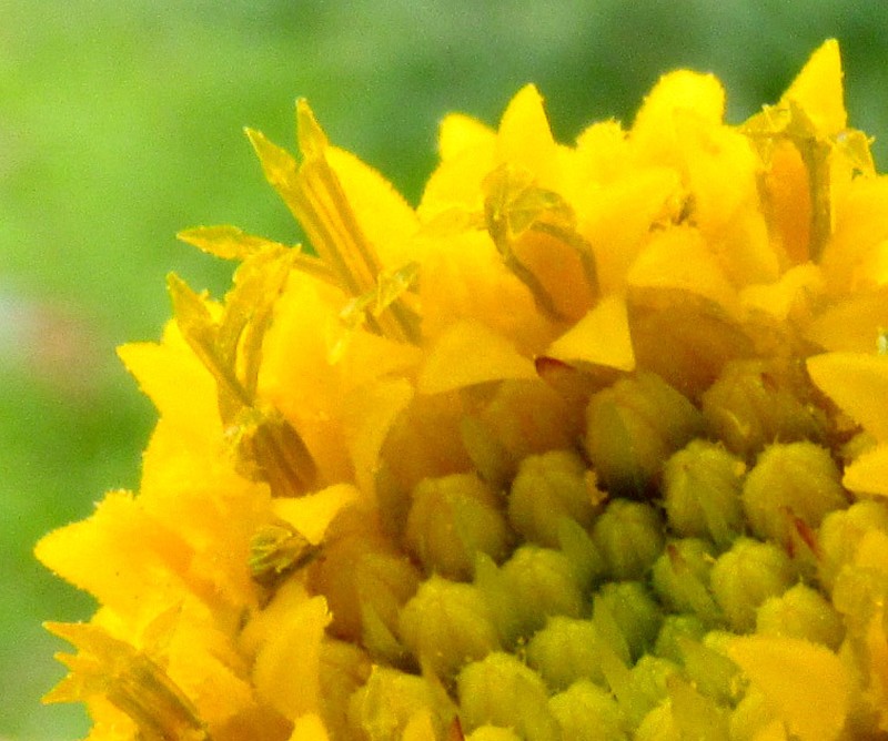 Tridax rosea photo 2