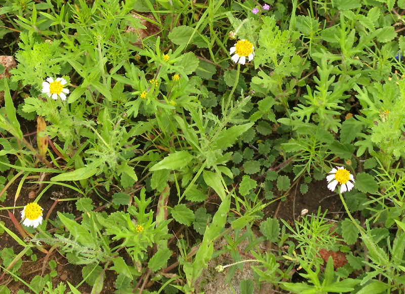 Tridax rosea photo 4