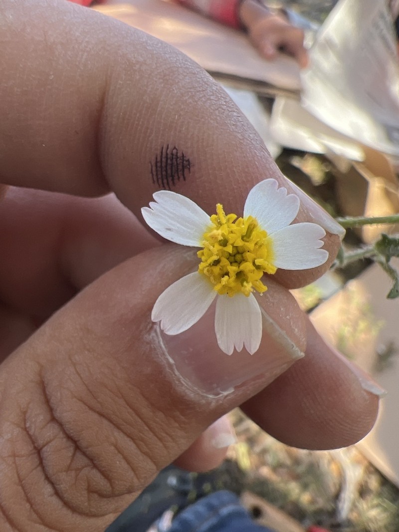 Tridax rosea photo 6