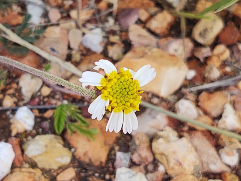 Tridax rosea photo 7