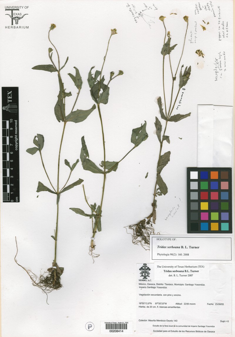 Tridax serboana