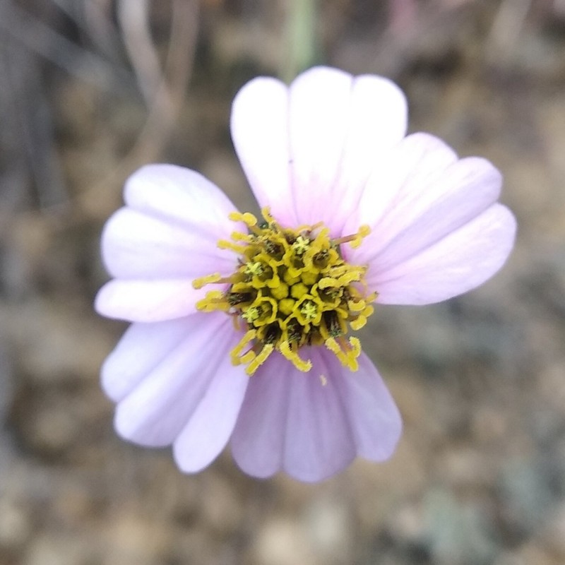 Tridax stuebelii