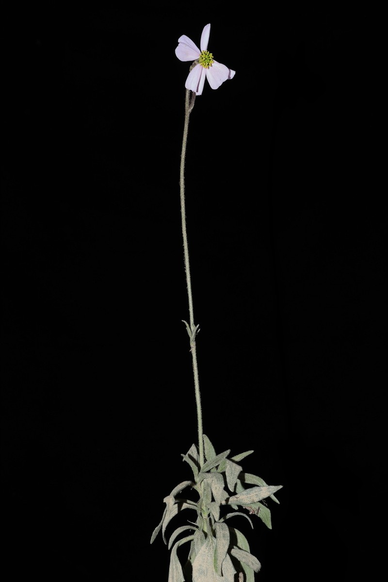 Tridax stuebelii photo 2