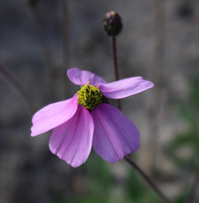 Tridax stuebelii photo 3