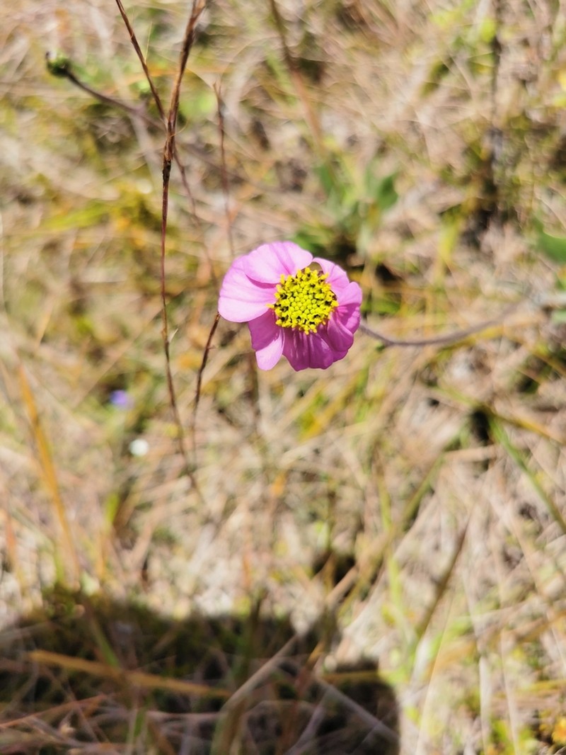 Tridax stuebelii photo 4