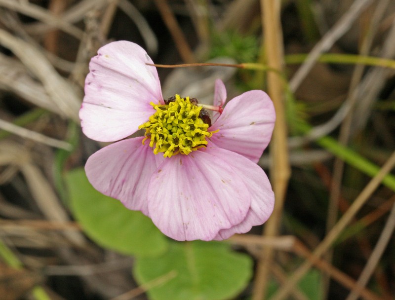 Tridax stuebelii photo 6