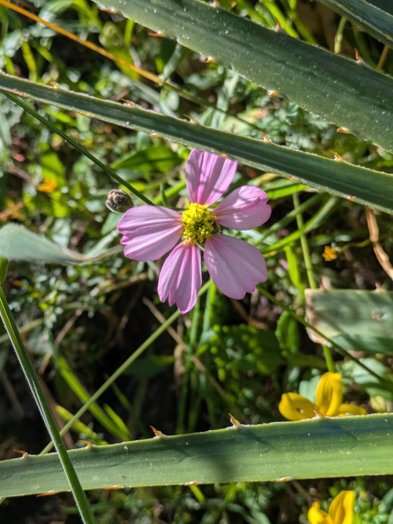Tridax stuebelii photo 7