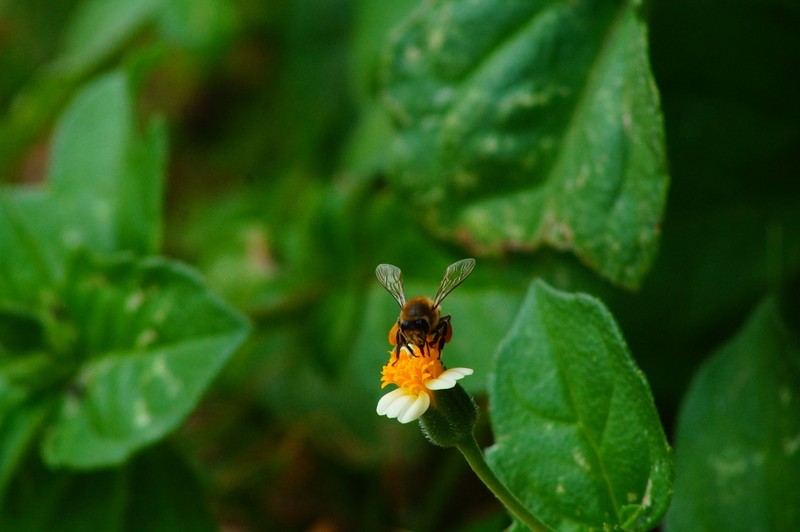 Tridax tenuifolia